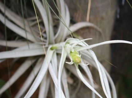 Tillandsia fotók és fajok termesztése és otthoni gondozást