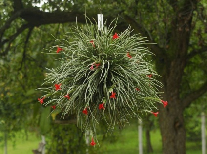 Tillandsia fotók és fajok termesztése és otthoni gondozást