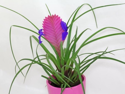 Tillandsia - otthoni gondozást