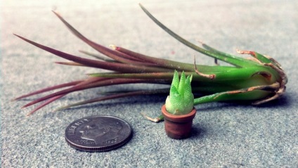 Tillandsia - otthoni gondozást