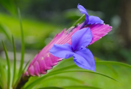 Tillandsia - otthoni gondozást