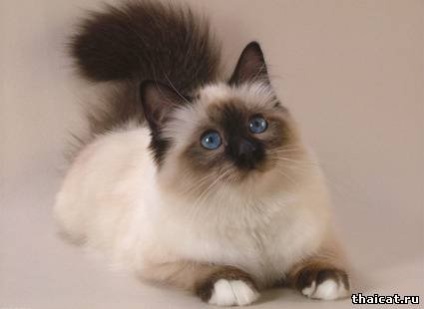 Három közhelyek mítoszok a sziámi macskák (bár miért csak őket)