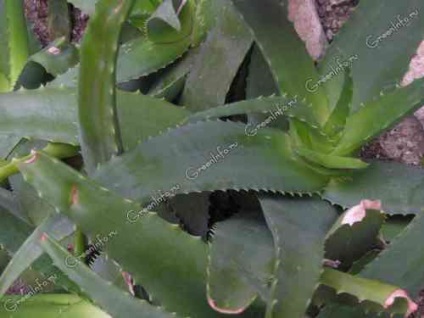 Aloe levelek színe sárgára (levél) Az aloe levelek sárgulnak