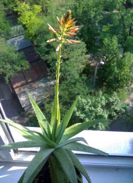 Aloe levelek színe sárga (sárga) Az aloe levelek sárgulnak