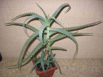 Aloe levelek színe sárga (sárga) Az aloe levelek sárgulnak