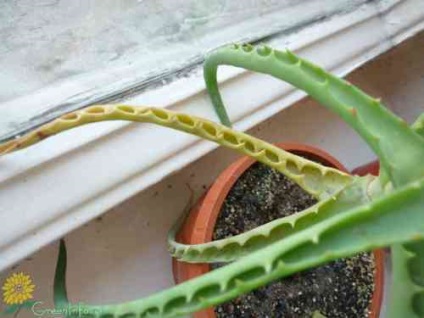 Aloe levelek színe sárgára (levél) Az aloe levelek sárgulnak