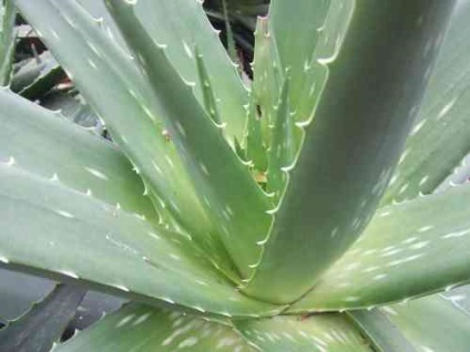 Aloe levelek színe sárgára (aloe) Az aloe levelek sárgulnak