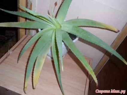 Aloe levelek színe sárgára (aloe) Az aloe levelek sárgulnak