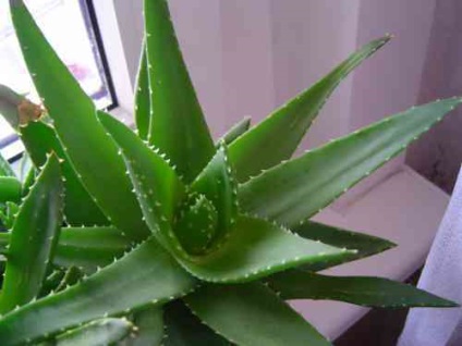 Aloe levelek színe sárga (sárga) Az aloe levelek sárgulnak