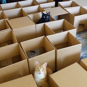A tudósok a takarmány kutyák és macskák károsíthatja az ökológia a bolygó News (cat) A tudósok a takarmány kutyák és macskák károsíthatja az ökológia a bolygó, hírek
