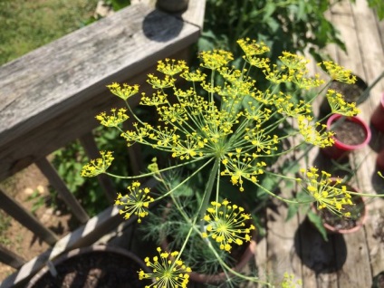 Dill - ültetés és gondozás a nyílt területen (kültéri) Dill - ültetés és gondozás a nyílt terepen