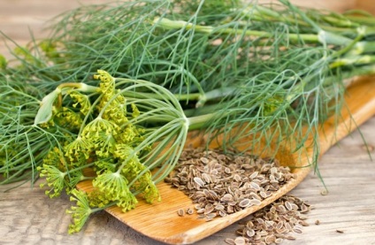 Dill - ültetés és gondozás a nyílt területen (kapor) Dill - ültetés és gondozás a nyílt terepen