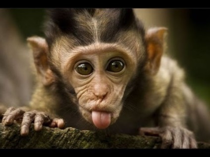 Monkey harapás következmények (majom) Monkey harapás következményei