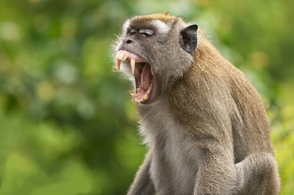 Monkey harapás következményei