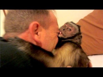 Monkey harapás következményei (herpesz vírus) Monkey harapás következményei