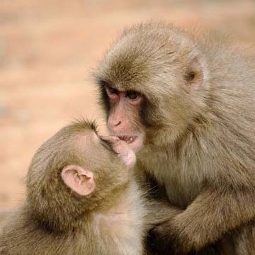 Monkey harapás következmények (majom) Monkey harapás következményei