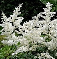 Care Astilbe (Astilbe Care) Care Astilbe