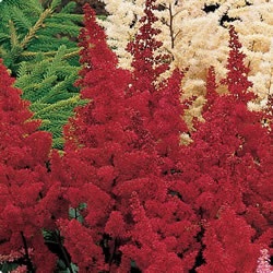 Care Astilbe (Astilbe virág) Care Astilbe