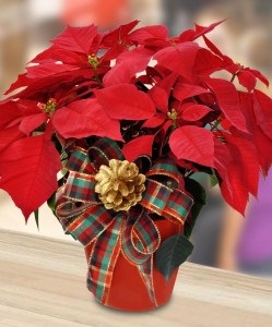 Care Astilbe (Astilbe) Care Astilbe