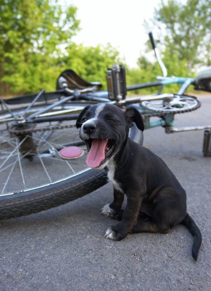 A kerékpárosok és a kutyák