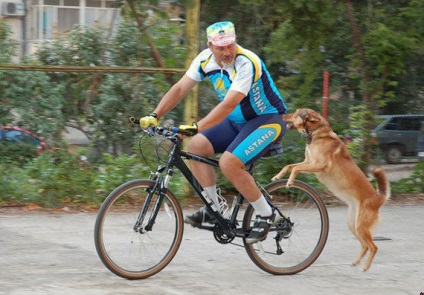 A kerékpárosok és a kutyák