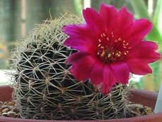 Kaktusz - beltéri növények és virágok