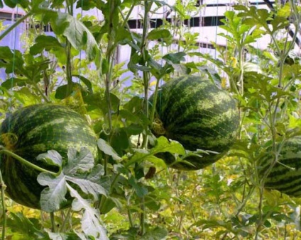 A növekvő görögdinnye az üvegházban, kertész