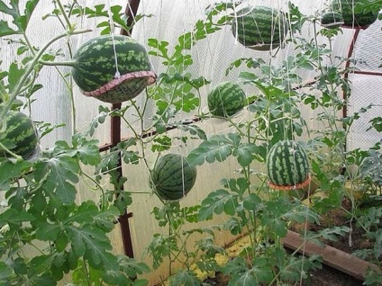 A növekvő görögdinnye az üvegházban, kertész