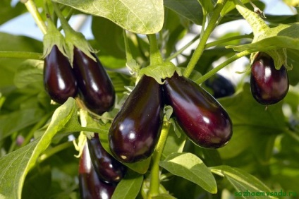 Termesztése és gondozása padlizsán 1 (miután öntözés szükséges) Termesztése és gondozása padlizsán 1