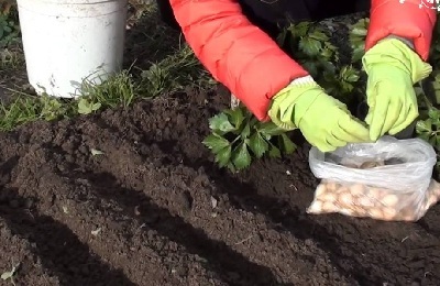 Hagymatermesztésre kínai módon mi ez, és hogyan kell csinálni (a termesztés hagyma kínai módon) Hagymatermesztésre kínai módon mi ez, és hogyan kell csinálni