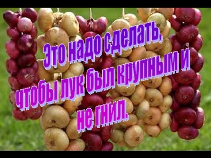 Hagymatermesztésre kínai módon mi ez, és hogyan kell csinálni (növekvő) Hagymatermesztésre kínai módon mi ez, és hogyan kell csinálni