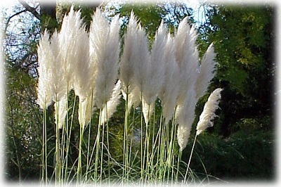 Növekvő miscanthus ültetés és gondozás a nyílt területen (művelés) Növekvő miscanthus ültetés és gondozás a nyílt terepen
