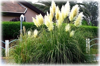 Növekvő miscanthus ültetés és gondozás nyílt földön (leszállás) Növekvő miscanthus ültetés és gondozás a nyílt terepen