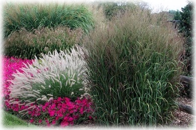 Növekvő miscanthus ültetés és gondozás a nyílt terepen