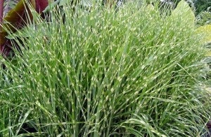 Termesztés miscanthus, dachnoe királyság (miscanthus) Növekvő miscanthus, faház királyság