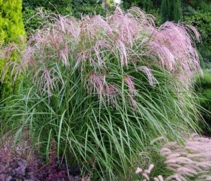 Termesztés miscanthus, dachnoe királyság (miscanthus) Növekvő miscanthus, faház királyság