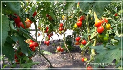 Növekvő paradicsom a Krasznodar Terület gondozás tippeket, a helyszínen a kertben, ház és a szobanövények