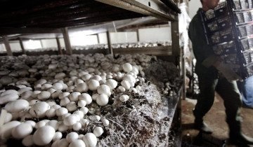 Növekvő gombát otthon A-tól Z-ig (feltételek) Növekvő gombát otthon tól Z-ig