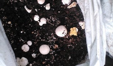 Növekvő gombát otthon tól Z-ig