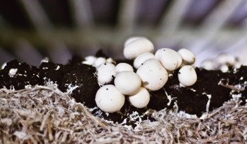 Növekvő gombát otthon tól Z-ig