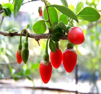 Növekvő Goji a magok (termesztés) Vetőmagok goji bogyó