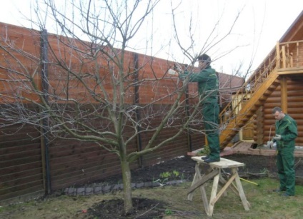 Cherry - ültetés és gondozás a nyílt terepen, a megfelelő metszés