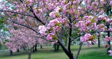 Cherry - ültetés és gondozás a nyílt terepen, a megfelelő metszés