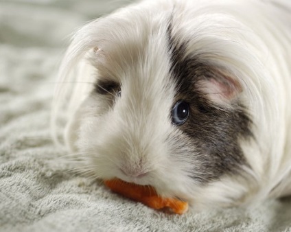 Vitaminok 1 tengerimalacokat (sertés) Vitaminok a tengerimalacok 1