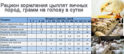 Vitaminok a napi broiler csirkék az első nap az élet