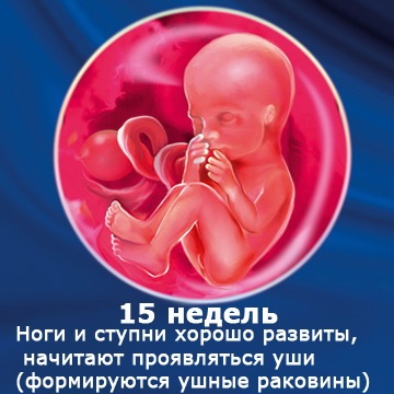 Magzati fejlődés hétről hétre gyermek (időszakokra), képek (méhen belüli fejlődését a gyermek) Magzati fejlődés hétről hétre gyermek (időszakokra), fotó