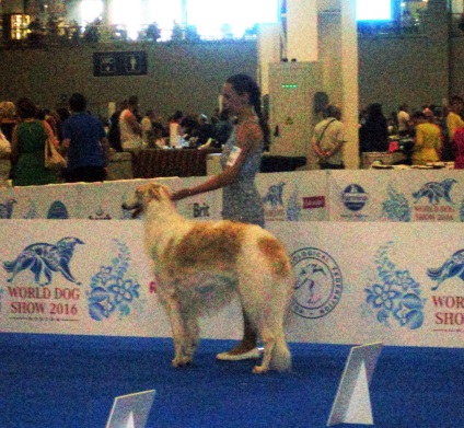 World Dog Show Moszkva - 2016 fényképpel