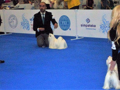 World Dog Show Moszkva - 2016 fényképpel