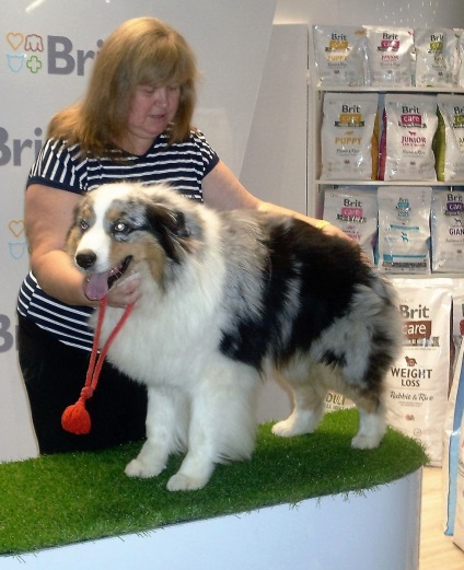 World Dog Show Moszkva - 2016 fényképpel