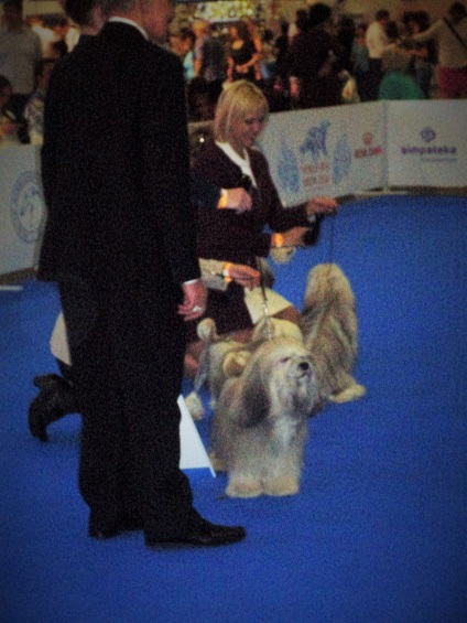 World Dog Show Moszkva - 2016 fényképpel